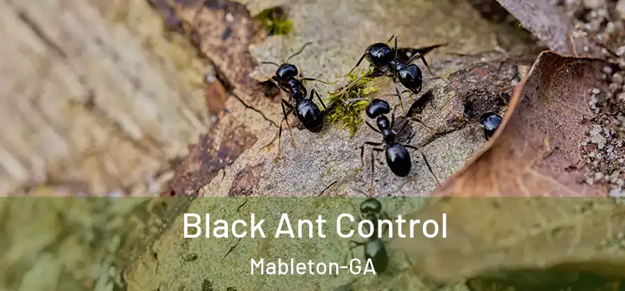 Black Ant Control Mableton-GA