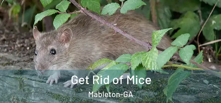  Get Rid of Mice Mableton-GA