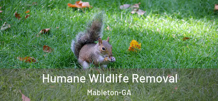 Humane Wildlife Removal Mableton-GA