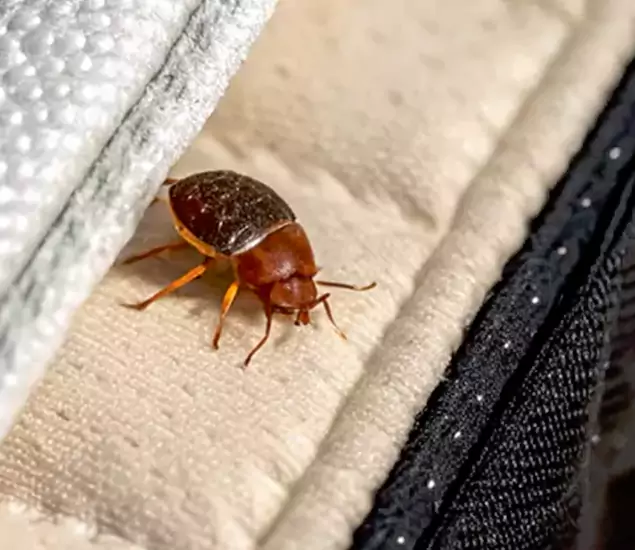 Trusted Bed Bug Prevention Specialists in Mableton, GA