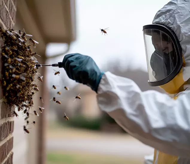 Your Bee Removal Company in Mableton, GA