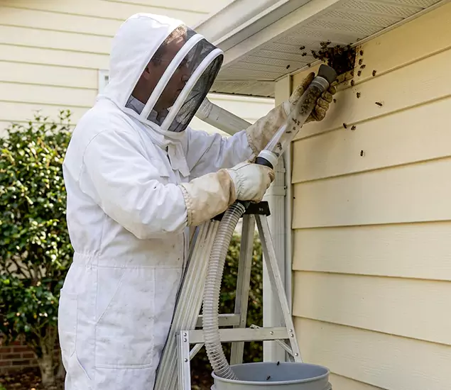 Your Affordable Bee Removal Company in Mableton, GA