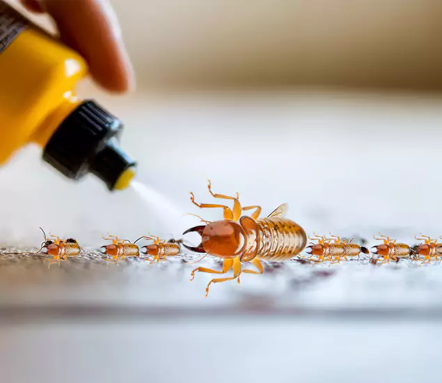 Reliable Bora Care Termite Experts in Mableton, GA