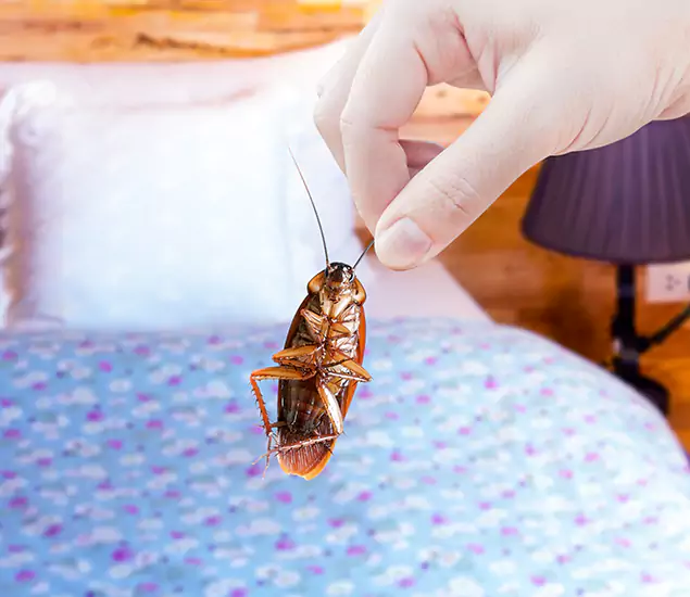 Expert Roach Control Services: Your Cockroach Pest Control in Mableton, GA