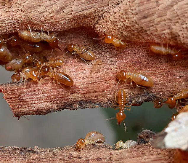 About Our Drywood Termite Treatment Experts in Mableton, GA
