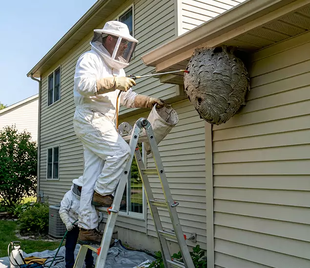 Expert Wasp Nest Removal: Your Local Wasp Nest Removal Company in Mableton, GA