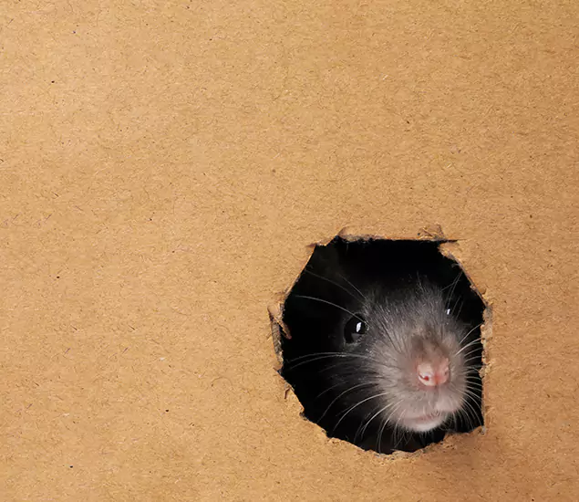 Rats in Attic Removal Experts in Mableton, GA
