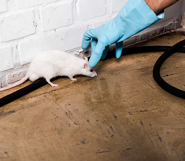 About Rodent Control Experts in Mableton, GA