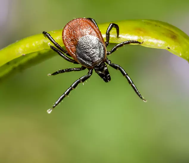 Your Trusted Tick Pest Control in Mableton, GA