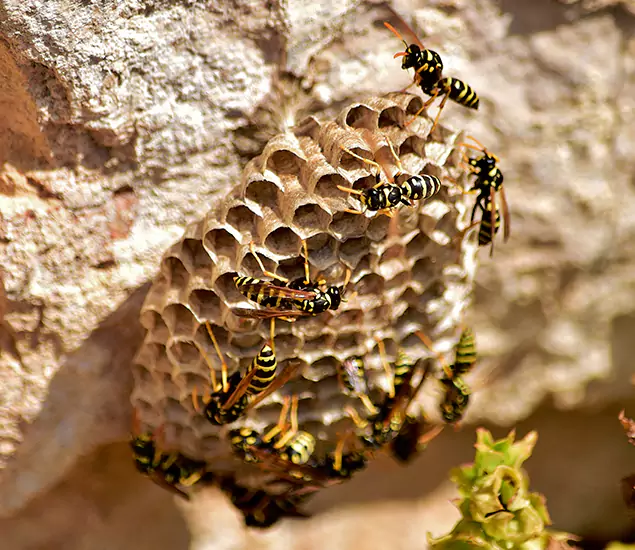 Your Best Wasp Removal Company in Mableton, GA