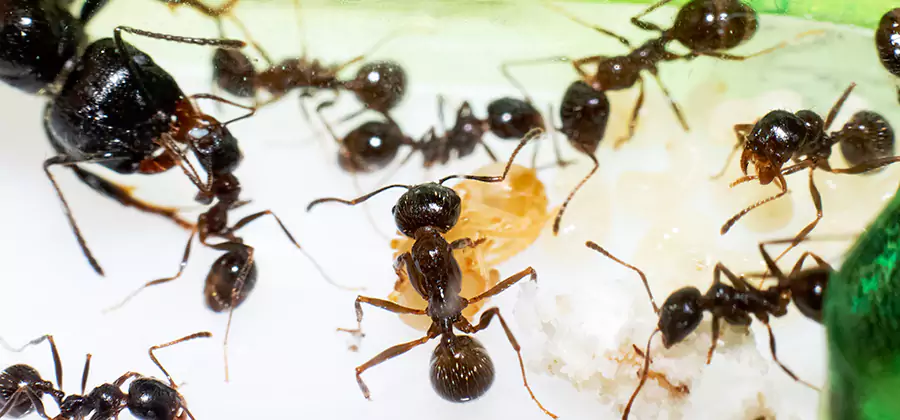 Argentine Ant Barrier Treatment in Mableton