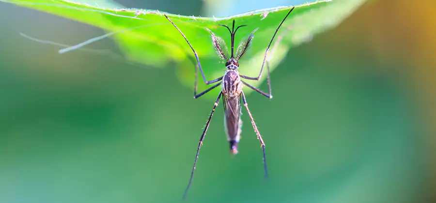 Natural Mosquito Spray for Yard in Mableton