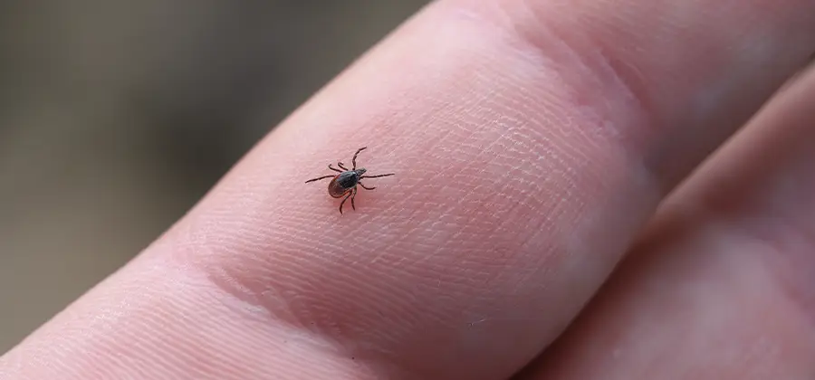 Infection Prevention for Bed Bug Bites in Mableton