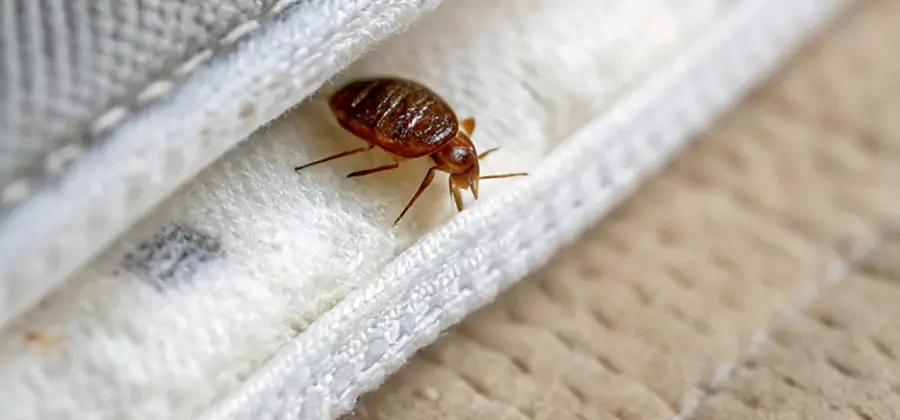 Tenting Bed Bug Fumigation in Mableton