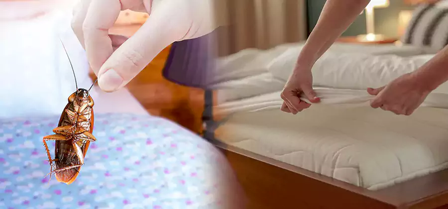 Bed Bug Home Extermination Service in Mableton