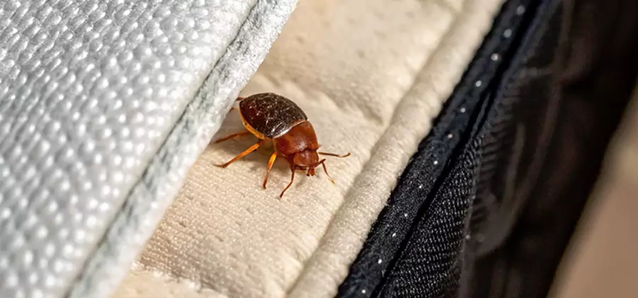 Commercial Bed Bug Control in Mableton