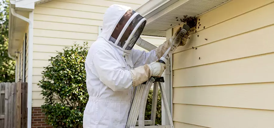 Ground Bee Removal in Mableton