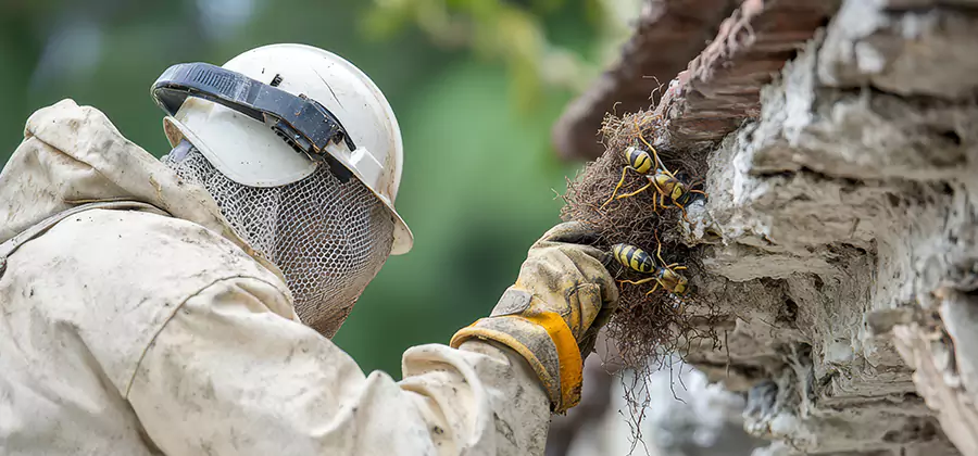 Bee and Wasp Hornet Removal in Mableton