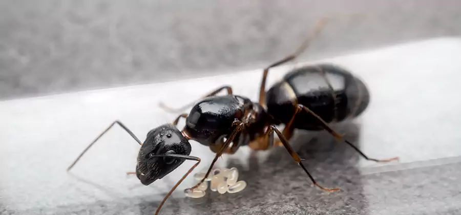 Black Ants in Kitchen Elimination in Mableton