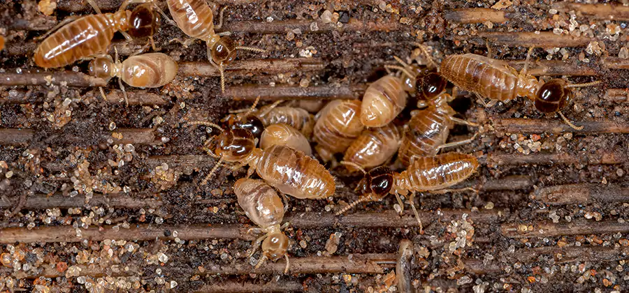 Bora Care Residential Termite Control in Mableton