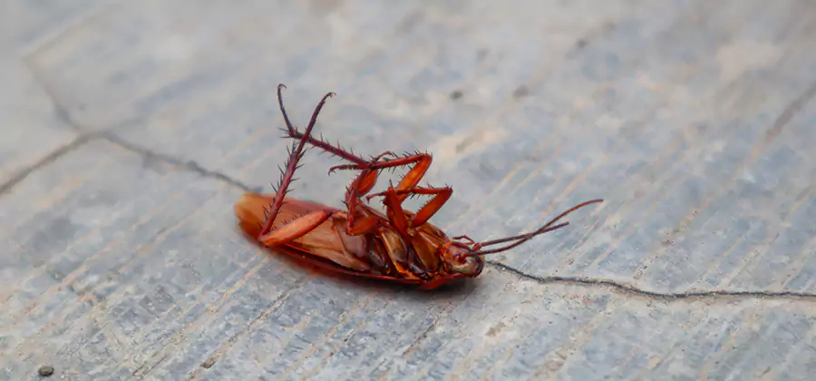 Cockroach Eradication for Commercial Properties in Mableton