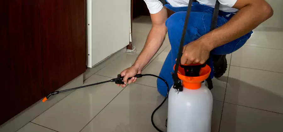Palmetto Bug Exterminator in Mableton
