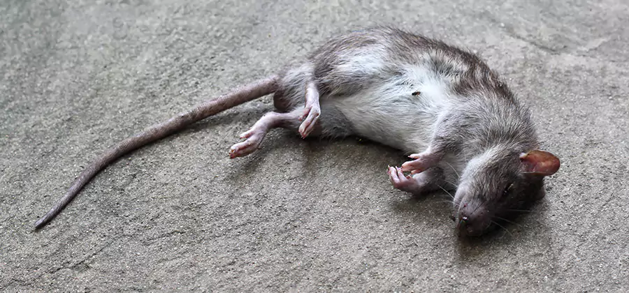 Dead Rat Disposal in Mableton