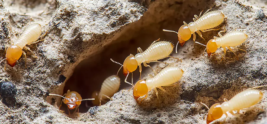 Termite Exterminator Services in Mableton
