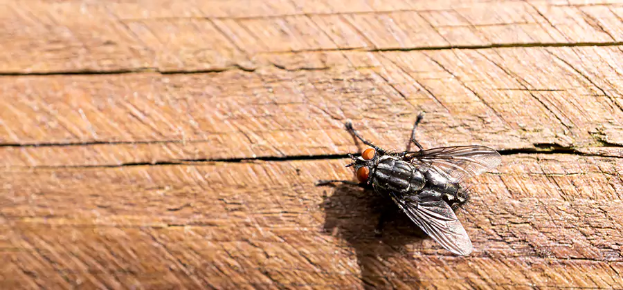 Flying Ant Barrier Treatment in Mableton