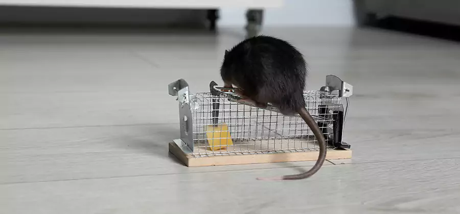 Mice in Attic Removal Mableton