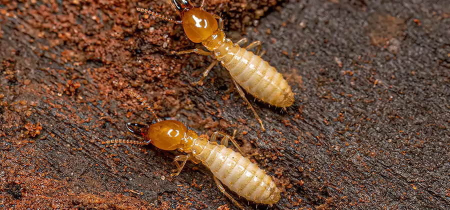Structural Heat Termite Treatment in Mableton