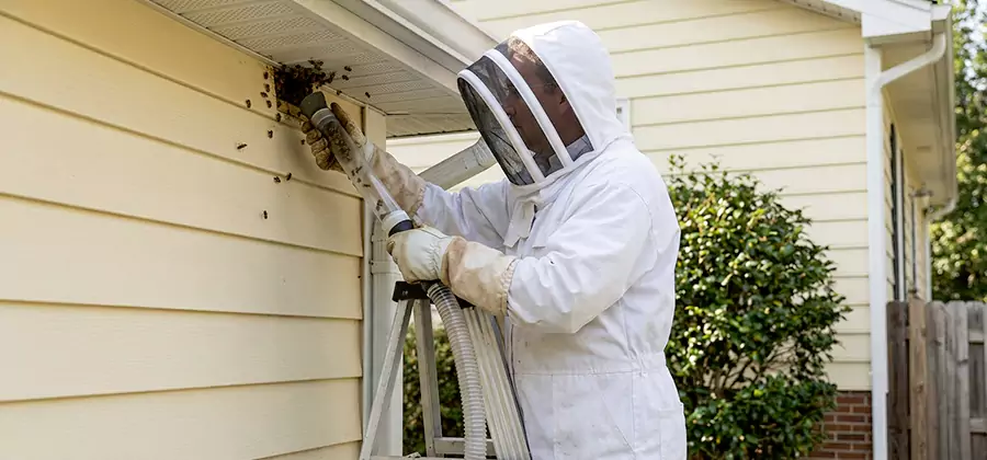 Wasp Nest in Wall Removal in Mableton