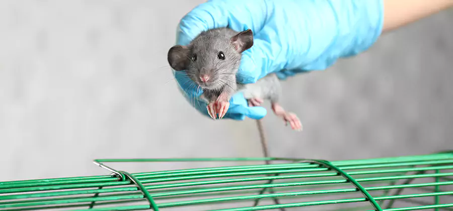 Humane Rat Trapping in Mableton