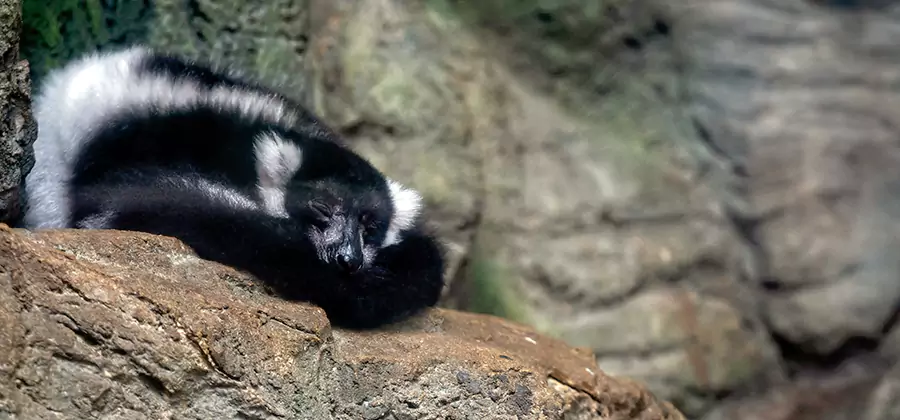 Humane Skunk Removal in Mableton