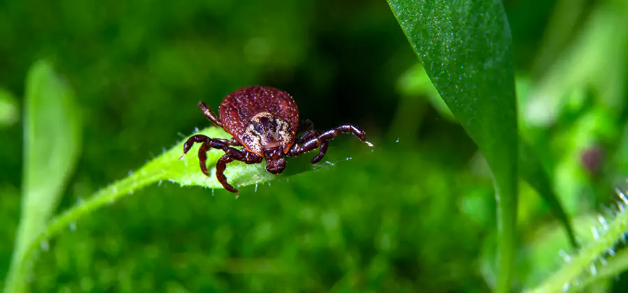 Tick Prevention for Yard in Mableton
