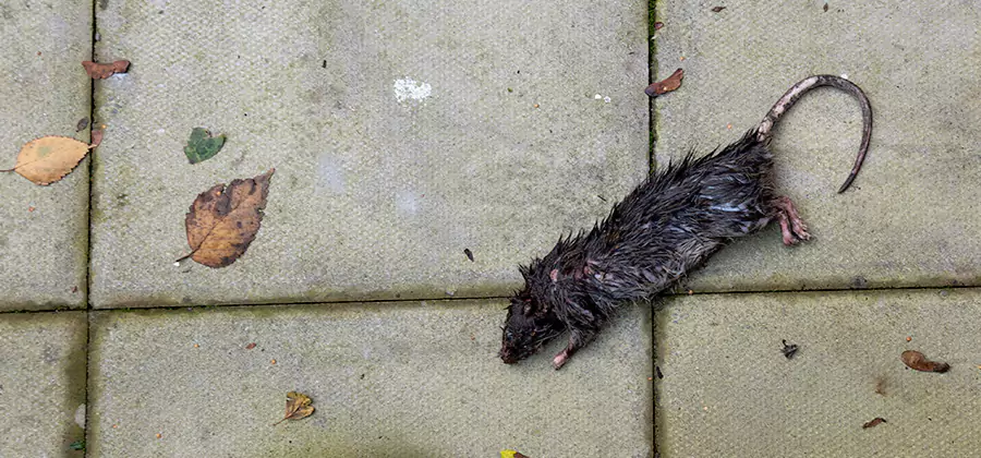 Mice in the Attic Removal in Mableton
