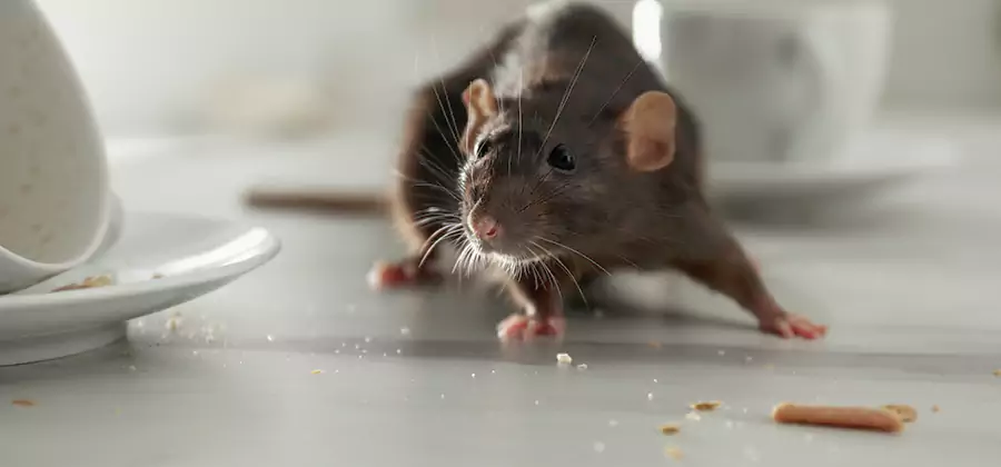 Rodent Feces Removal in Mableton