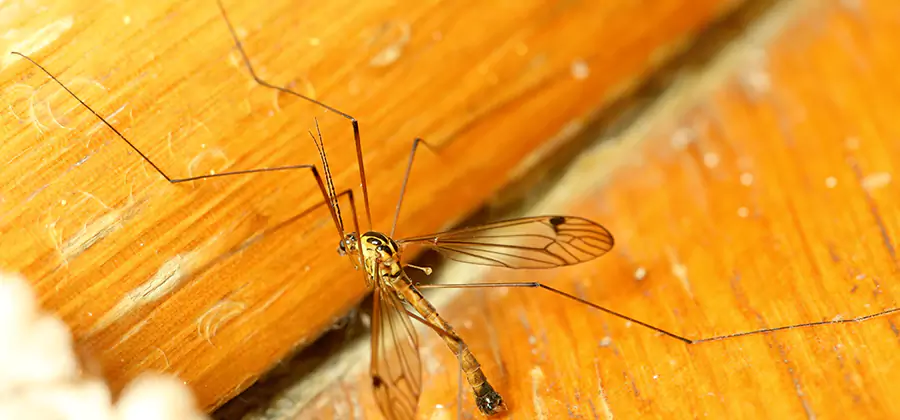 Exterior Mosquito Control in Mableton