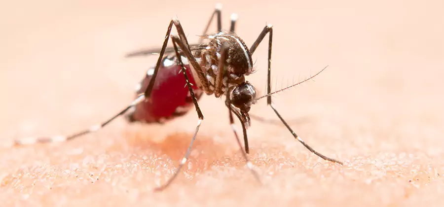 Indoor Mosquito Killer and Interior Control in Mableton