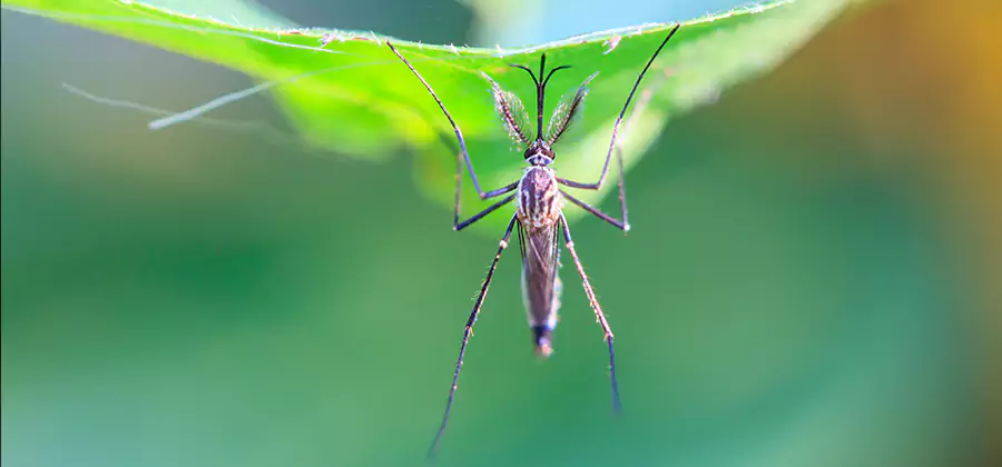 Home Defense Insect Killer in Mableton