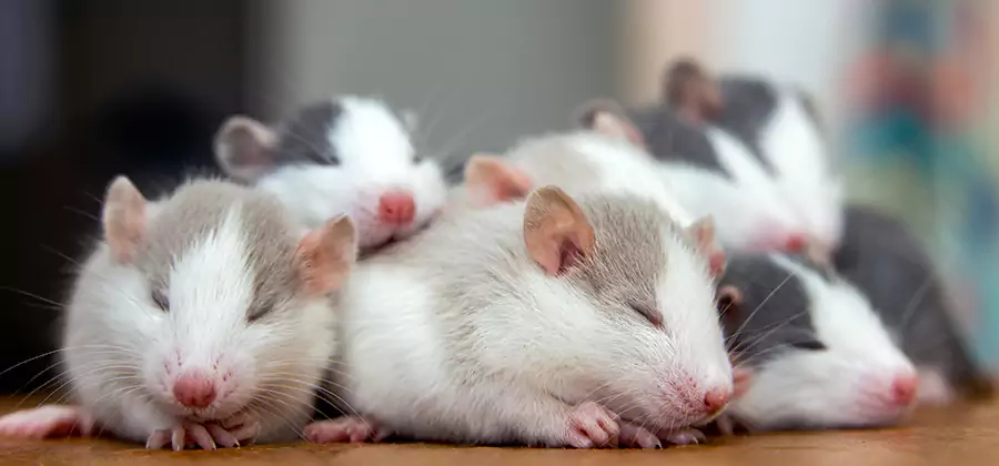 Mableton Pet Safe Mice Control