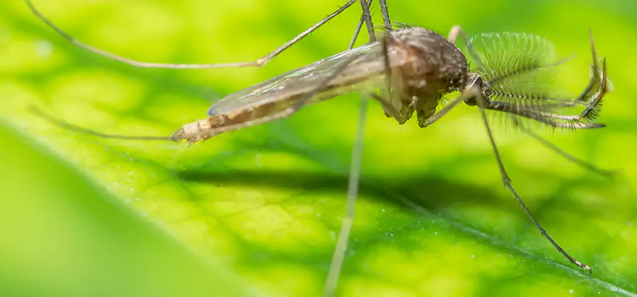 Herbal Mosquito Repellent Treatment in Mableton
