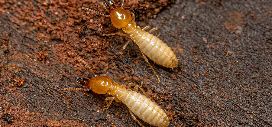 Natural Ant Hill Killer Treatment in Mableton