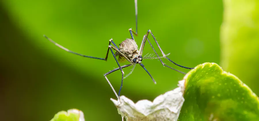 Natural Outdoor Mosquito Repellent in Mableton