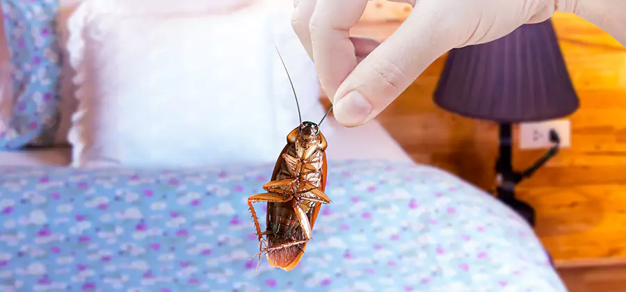 Bed Bug Inspection in Mableton