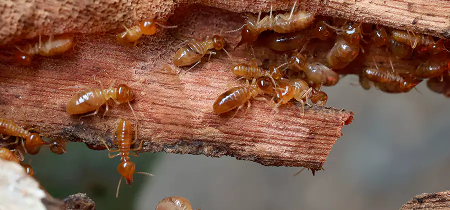 Termite Pest Management in Mableton