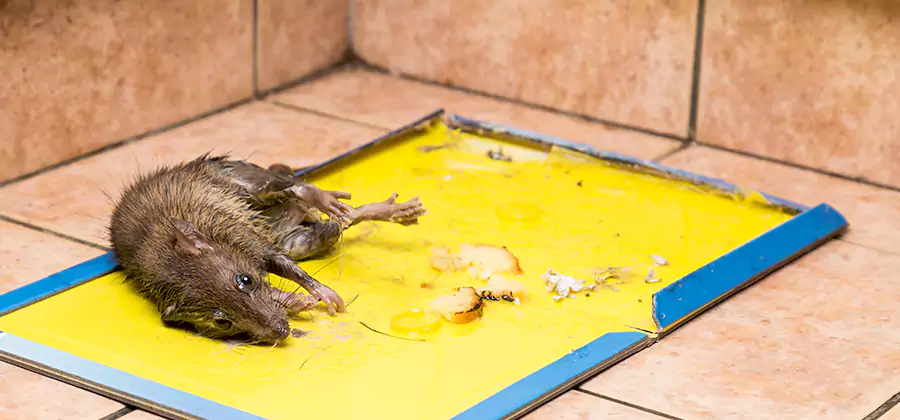Rat Trapping Service In Mableton
