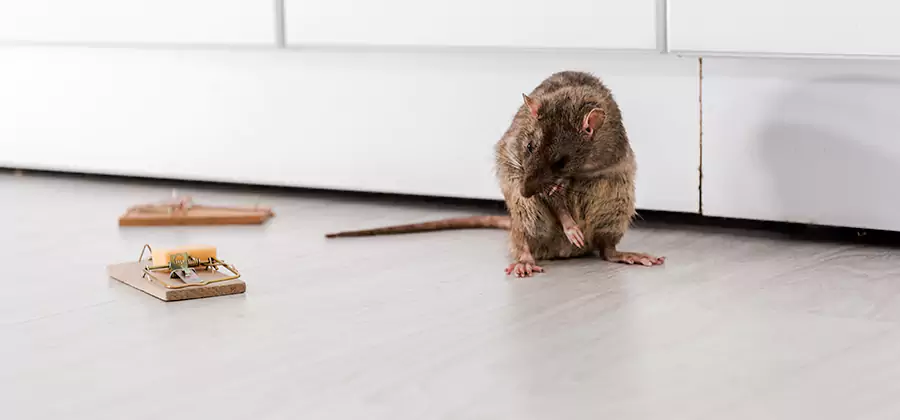 Rat Baiting Removal Service in Mableton
