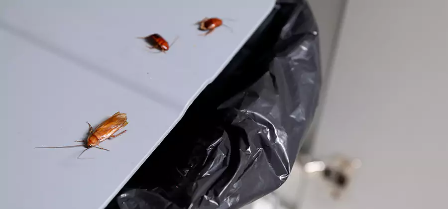 German Roach Pest Control in Mableton