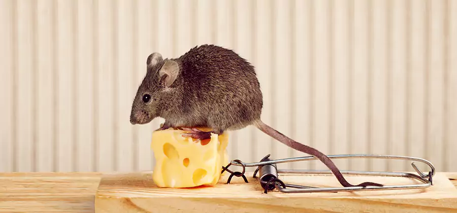 Commercial Rodent Exclusion Services in Mableton